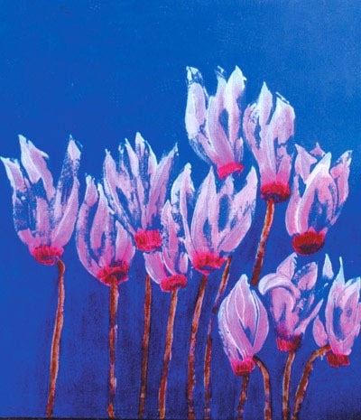 Cyclamens